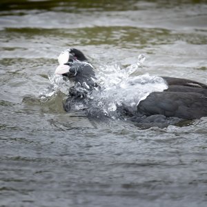 Blässhuhn...... Christoph Möllers